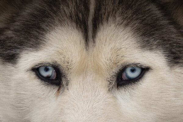 Les yeux dans les yeux