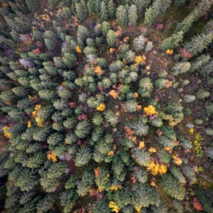 Canopée alpine image drone